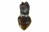 Rooted Ankylosaur (Zuul) Tooth - Judith River Formation #144892-1